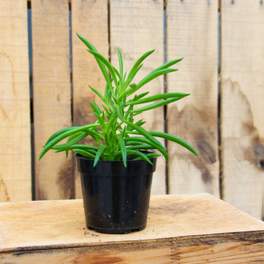 Peperomia Ferreyrae "Happy Bean"