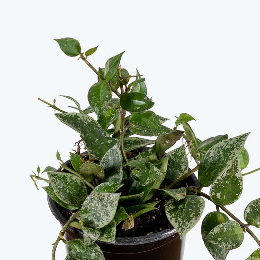 Hoya Krohniana Splash