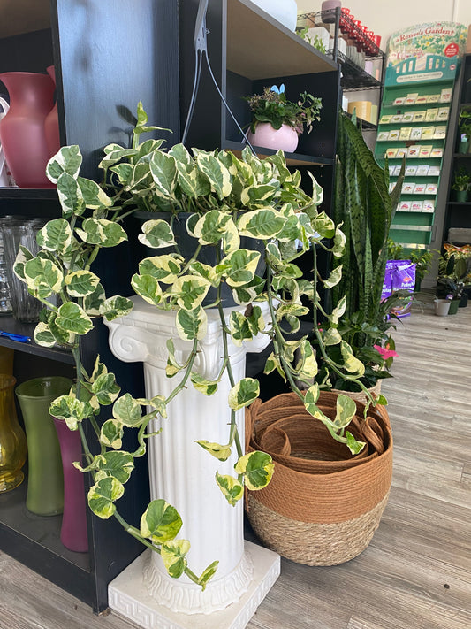 Pothos N’Joy