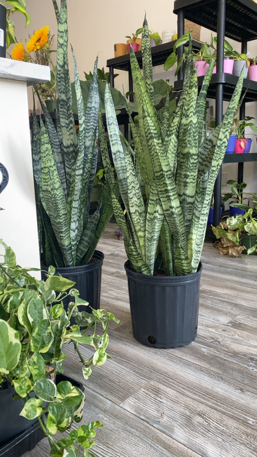 Sanseveria Zeylancia- "Snake"