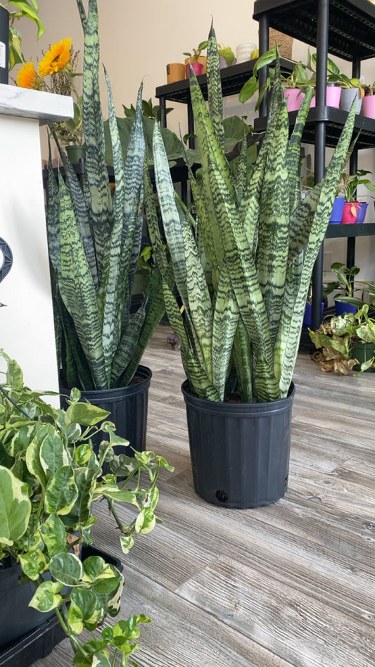 Sanseveria Zeylancia- "Snake"