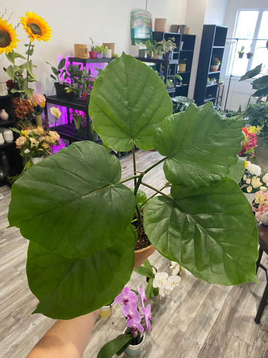 Ficus “Umbellata”