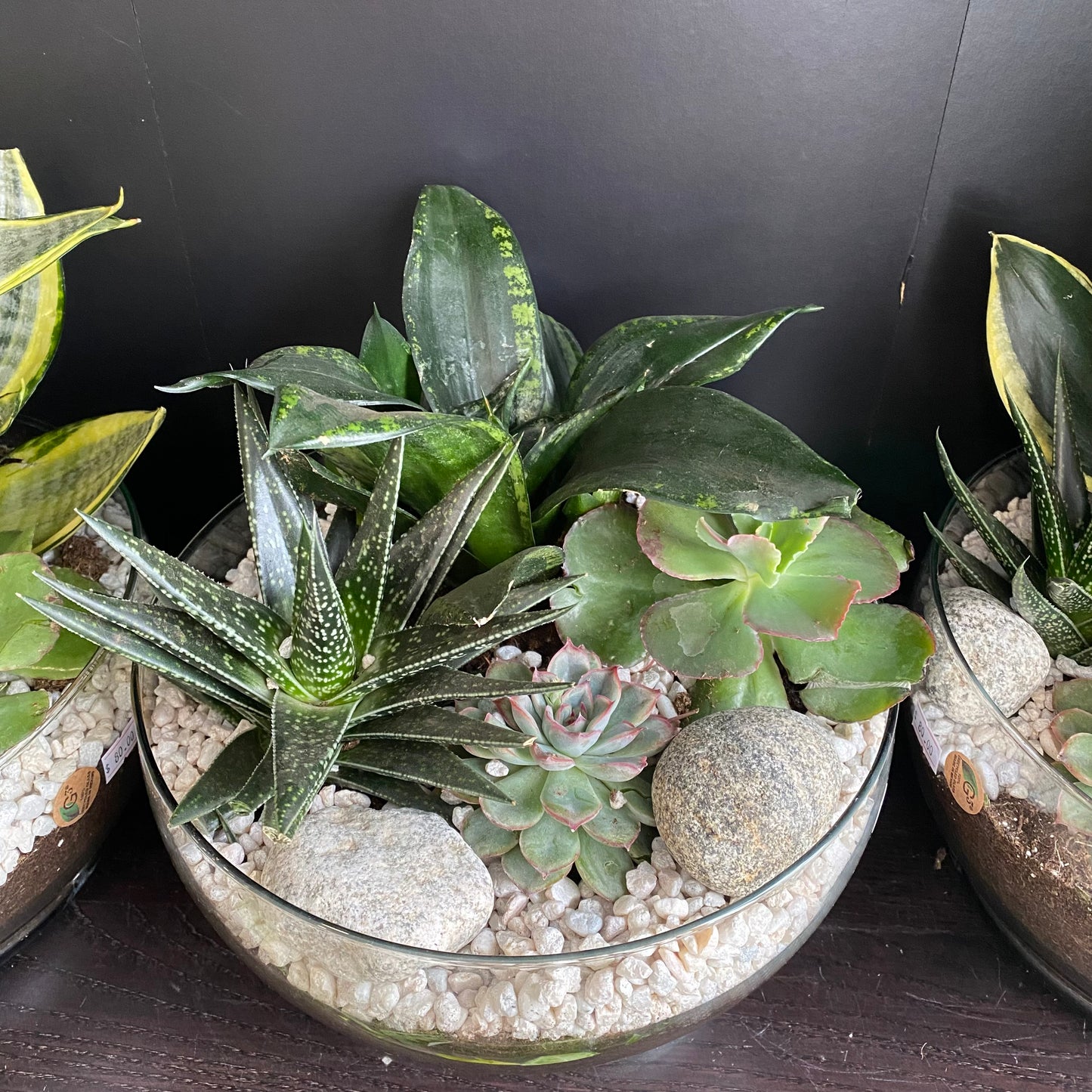 Indoor Garden - Ovation Garden