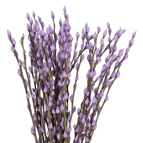 Dried Pussy Willow Branches