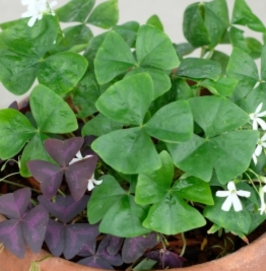 Oxalis