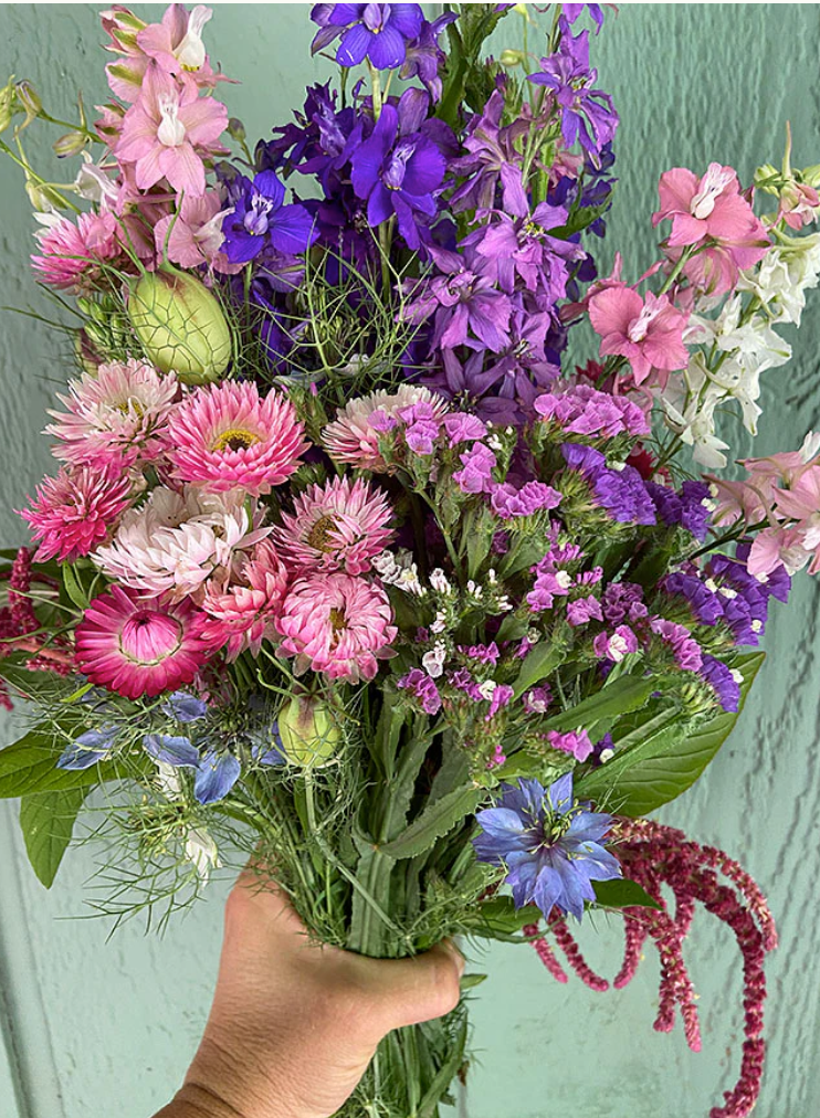 Everlasting Beauty Mix - Pollinator Flowers