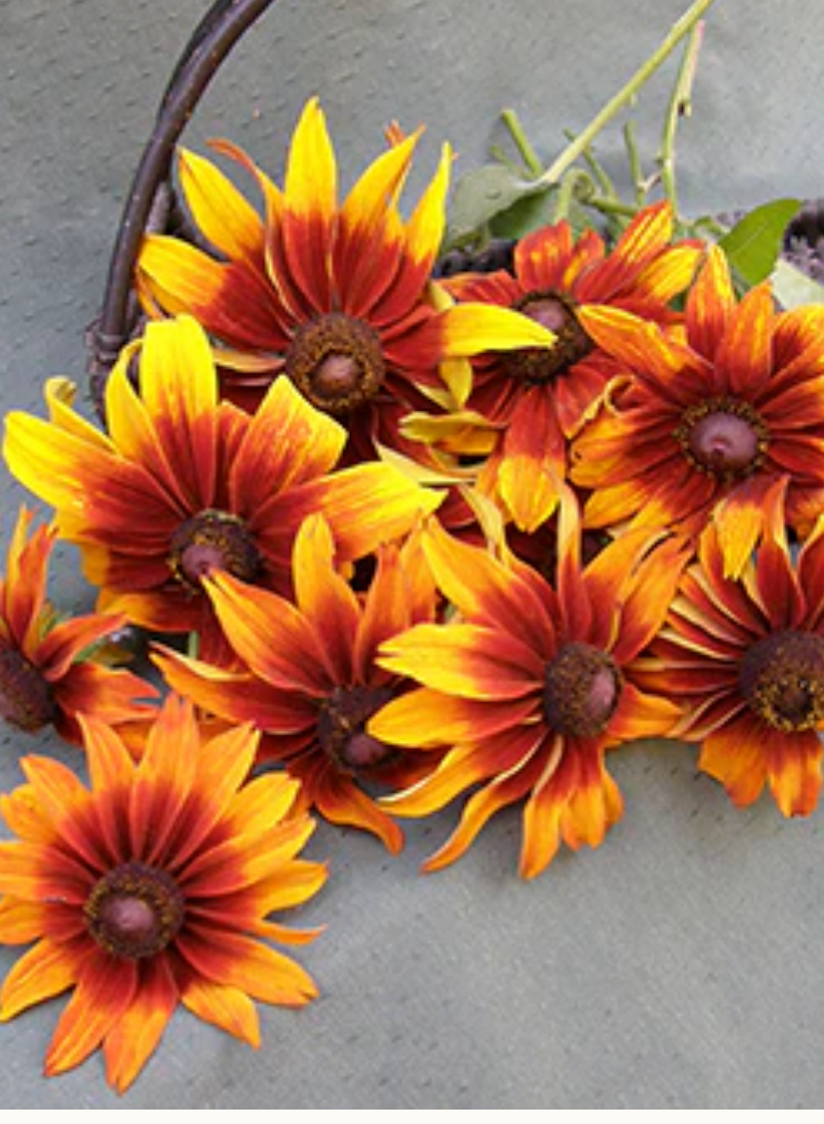 Cappuccino - Butterfly Rudbeckia