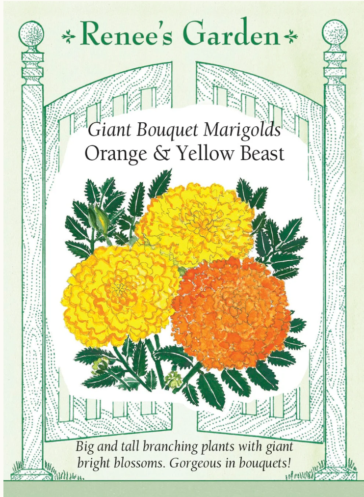 Orange & Yellow Beast - Giant Bouquet Marigolds
