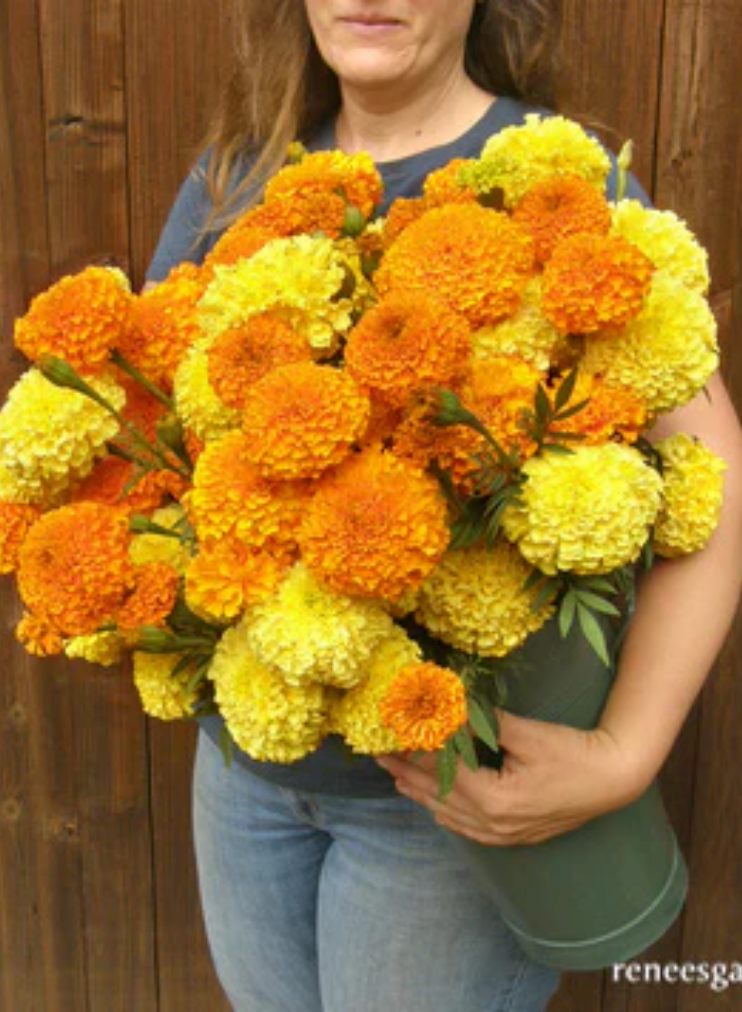 Orange & Yellow Beast - Giant Bouquet Marigolds