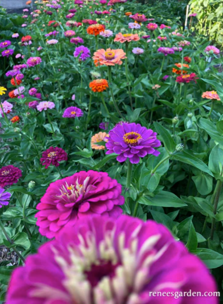 Cool Crayon Colors - Heirloom Zinnias
