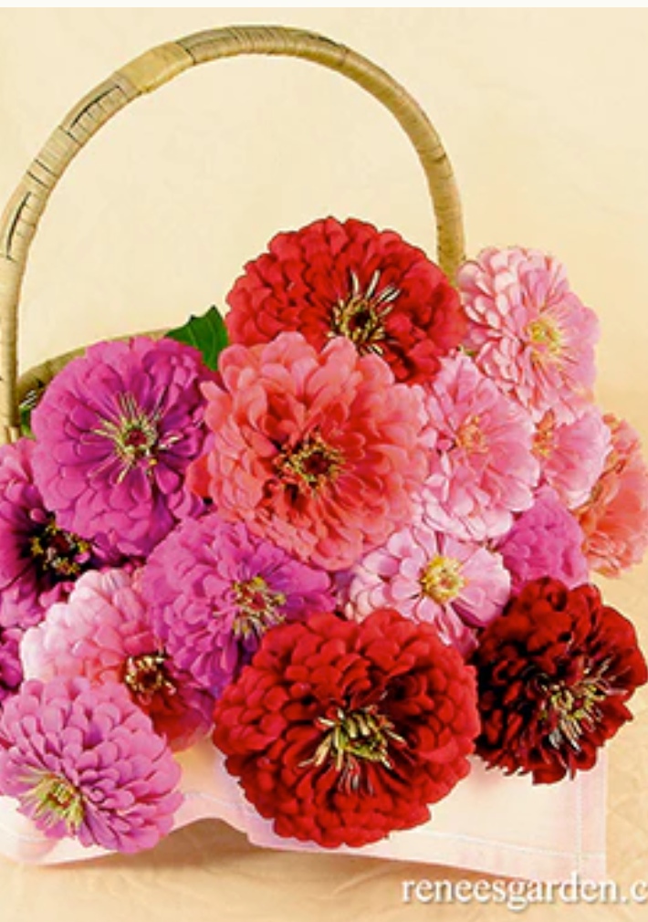 Berry Basket - Bouquet Zinnias