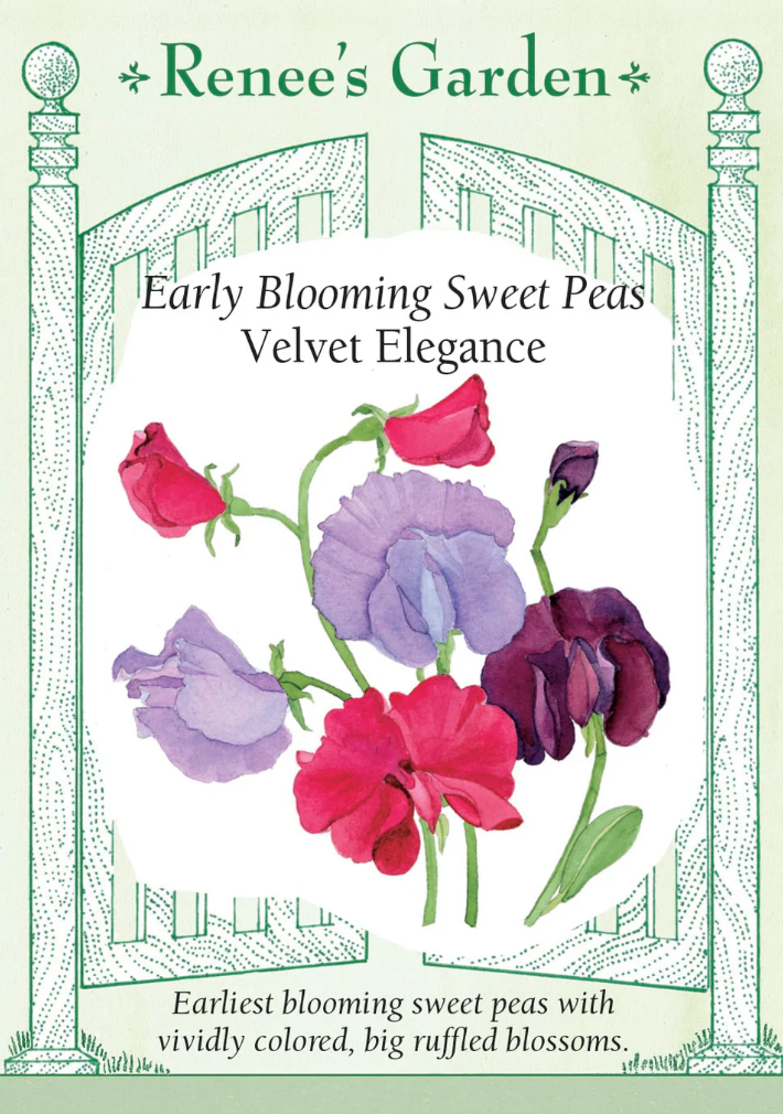Velvet Elegance - Early Bloom Sweet Peas
