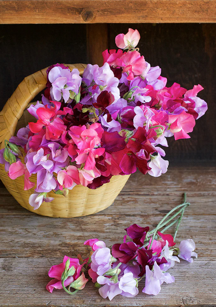 Velvet Elegance - Early Bloom Sweet Peas