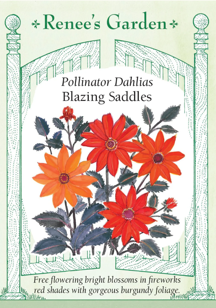 Blazing Saddles - Pollinator Dahlias