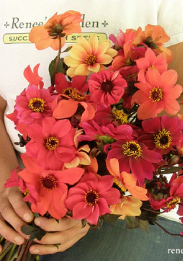 Blazing Saddles - Pollinator Dahlias