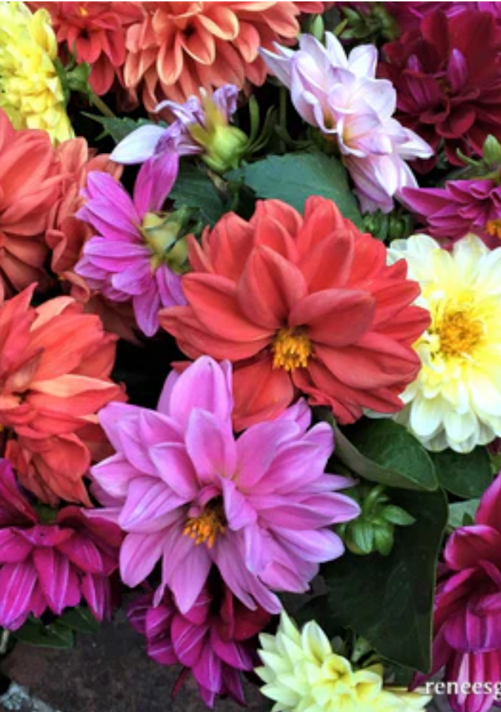 Watercolor Silks - Border/Container Dahlias