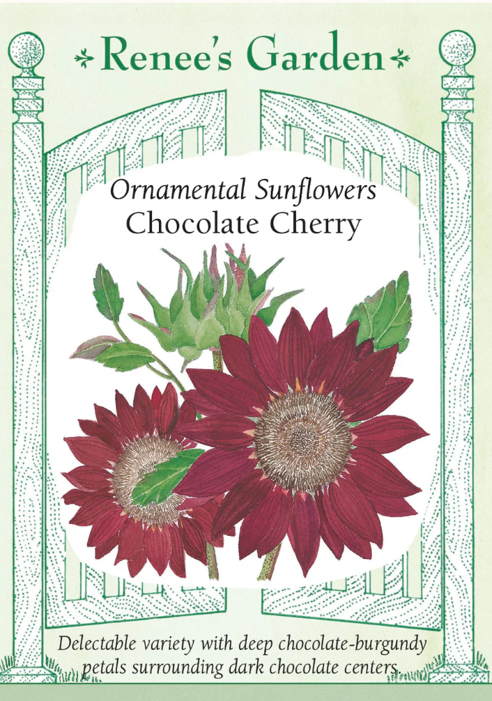 Chocolate Cherry - Ornamental Sunflowers