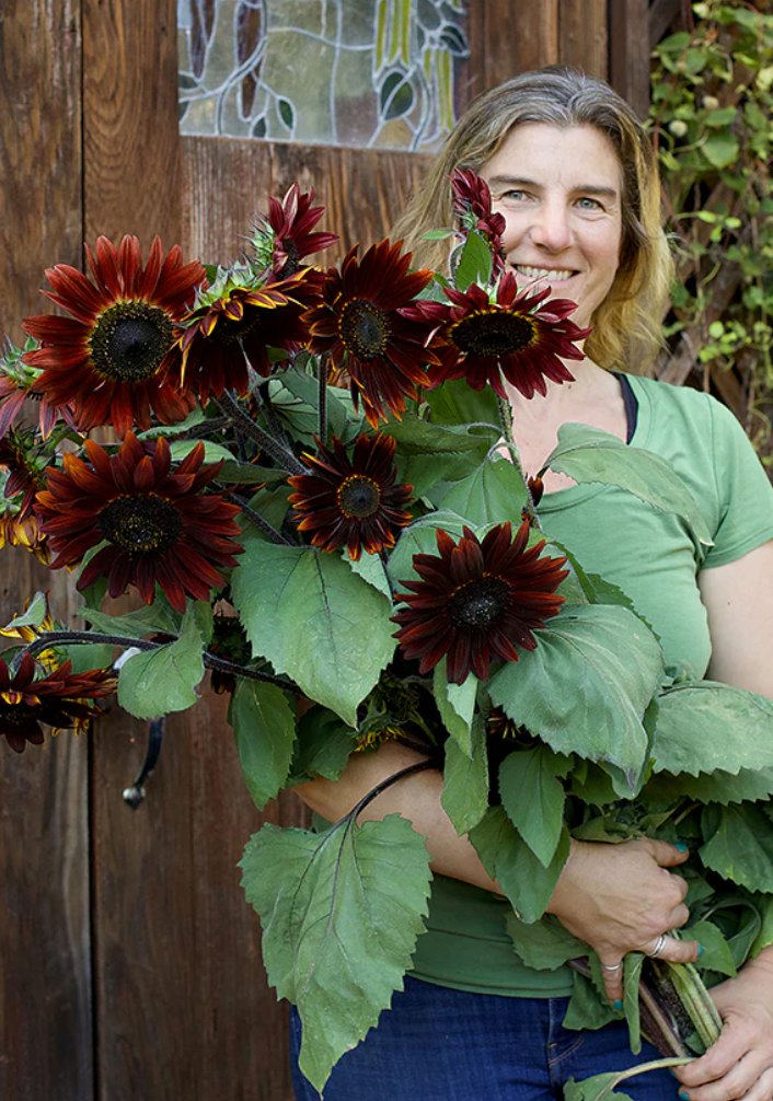 Chocolate Cherry - Ornamental Sunflowers