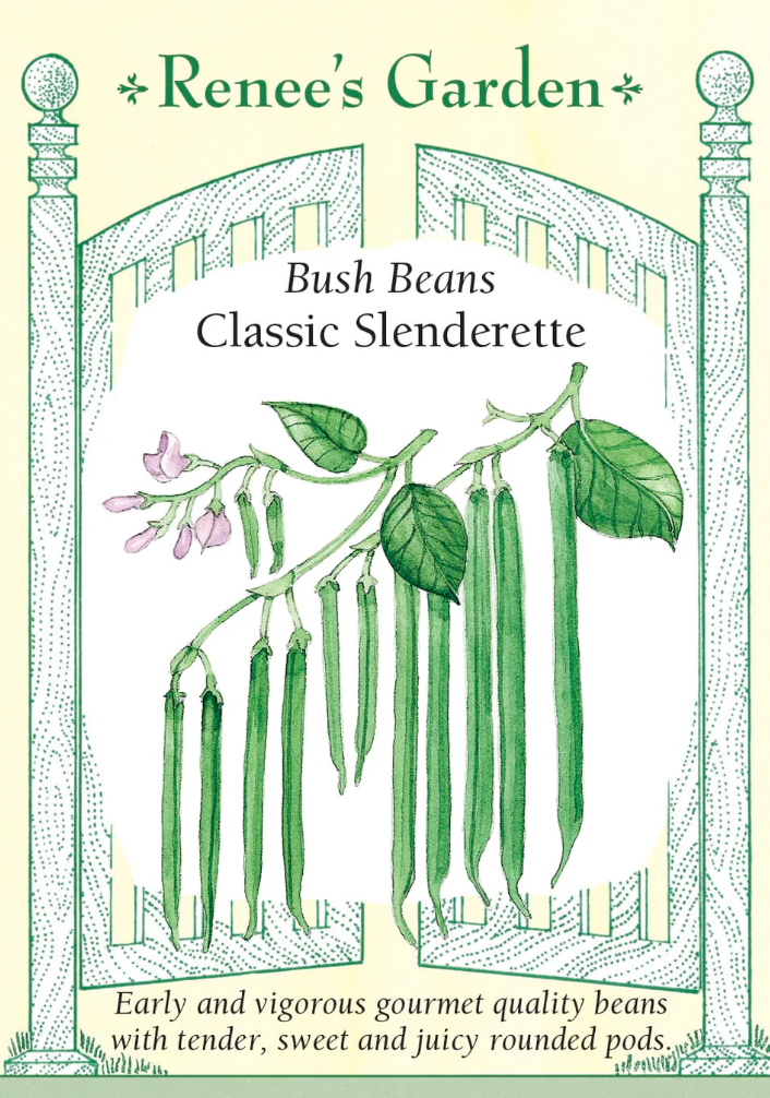 Classic Slenderette - Bush Beans