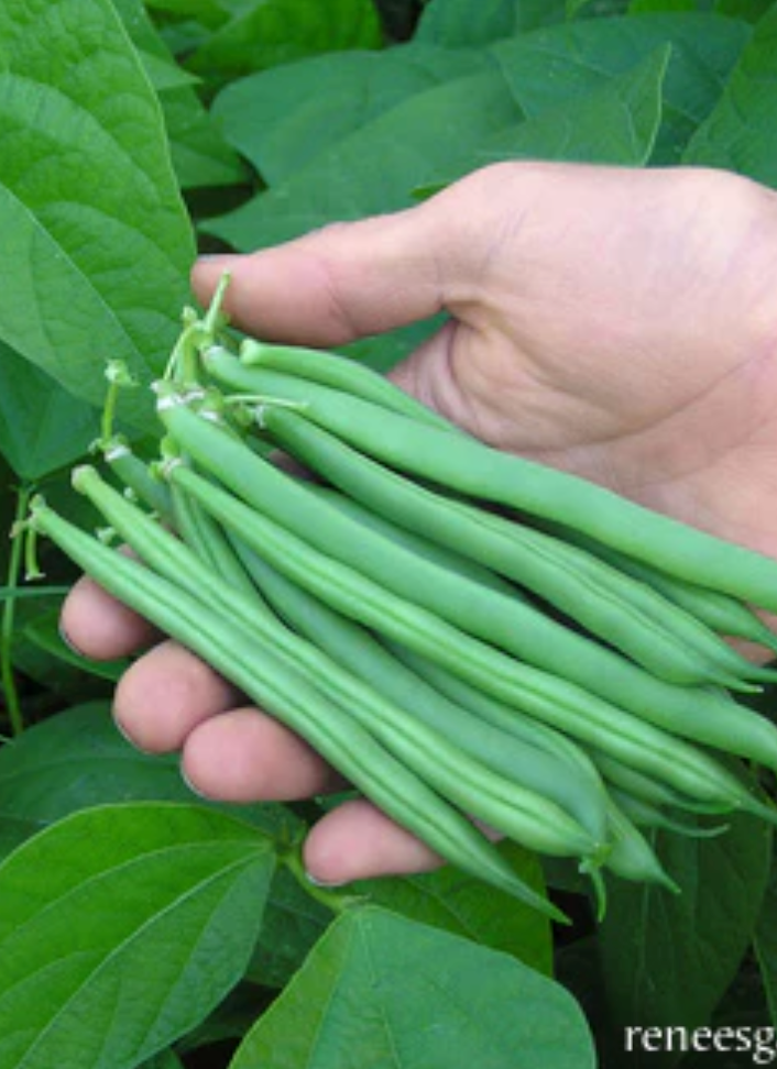Classic Slenderette - Bush Beans