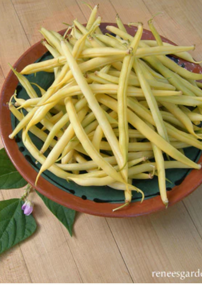 Roc D'Or - French Bush Bean