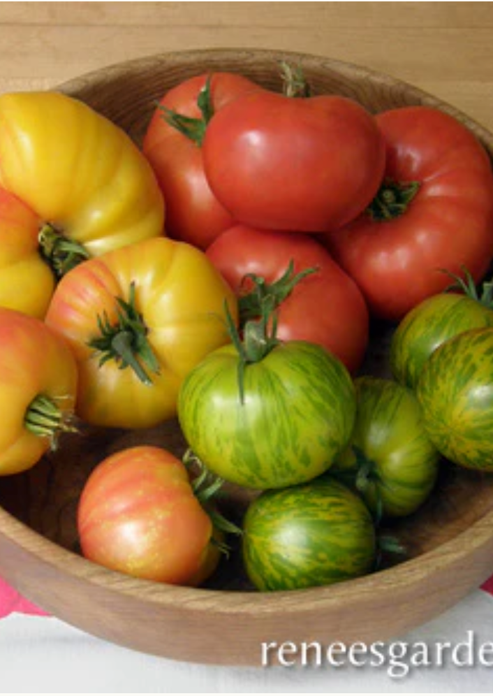 Rainbow's End - Heirloom Tomatoes