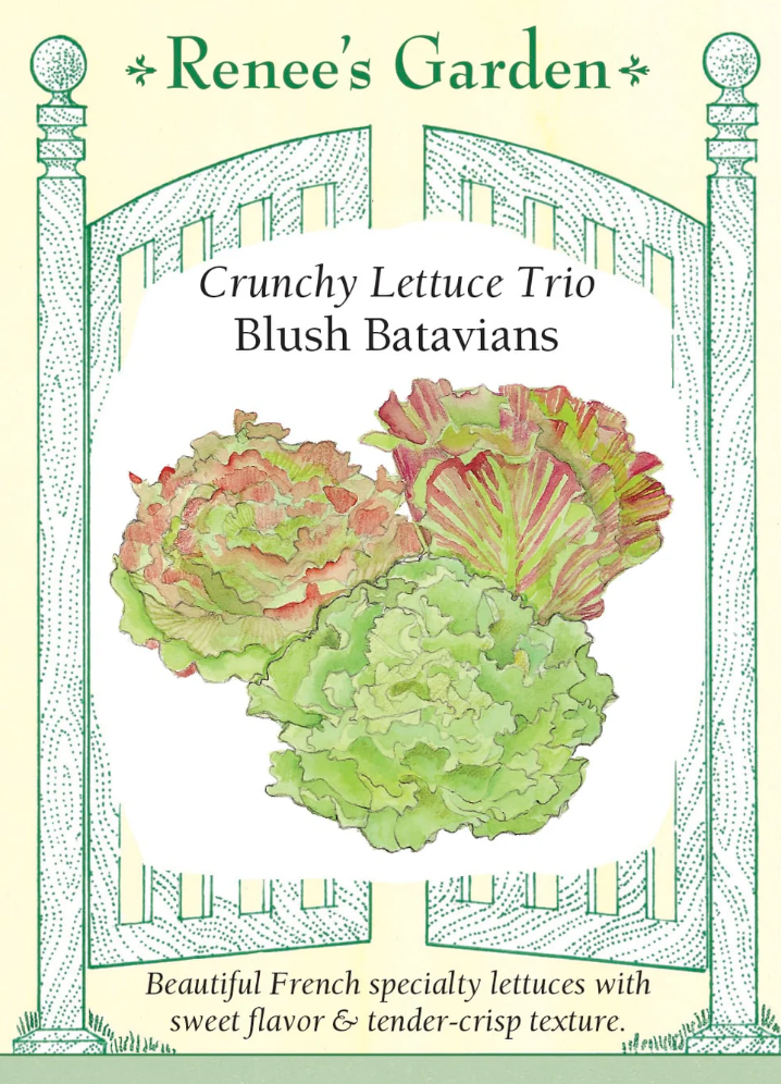 Blush Batavians - Crunchy Lettuce Trio