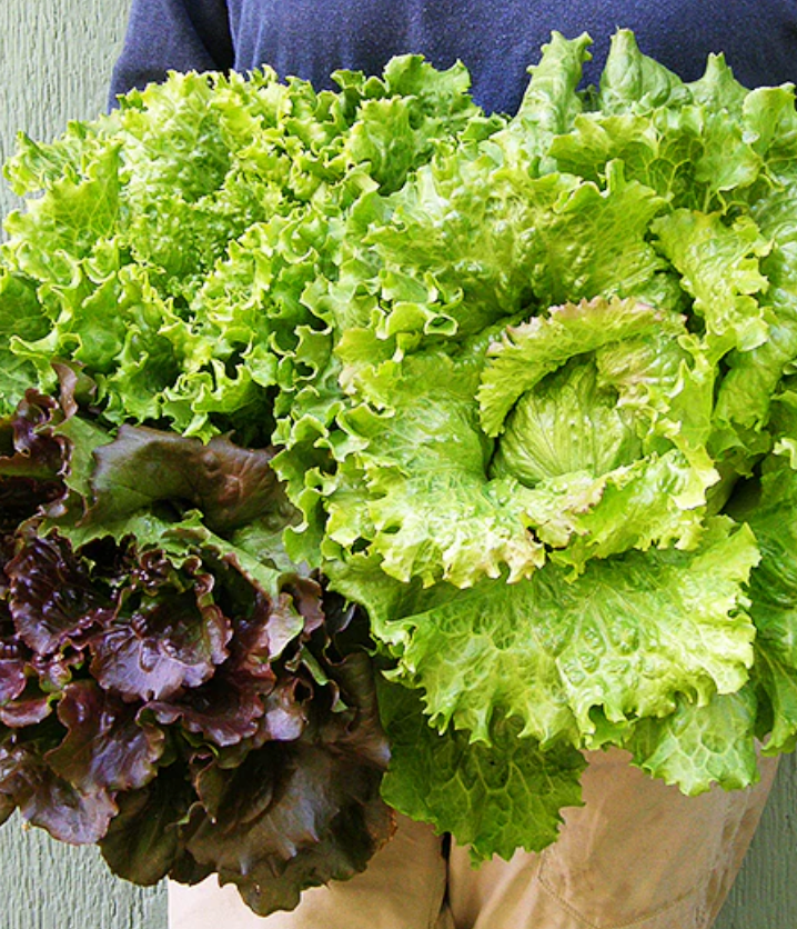 Blush Batavians - Crunchy Lettuce Trio