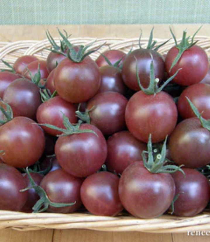 Black Cherry - Heirloom Tomato