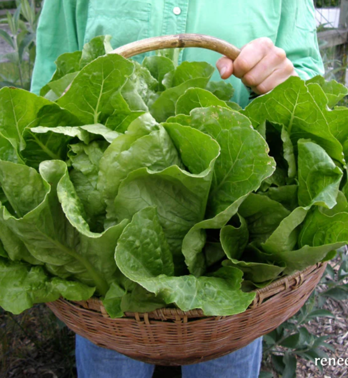 Jericho - Heirloom Romaine Lettuce