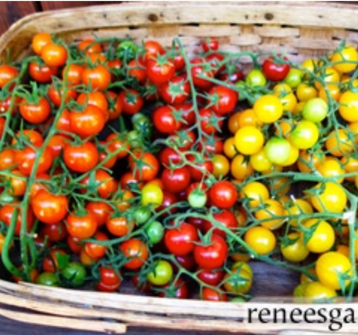 Garden Candy - Tricolor Cherry Tomatoes