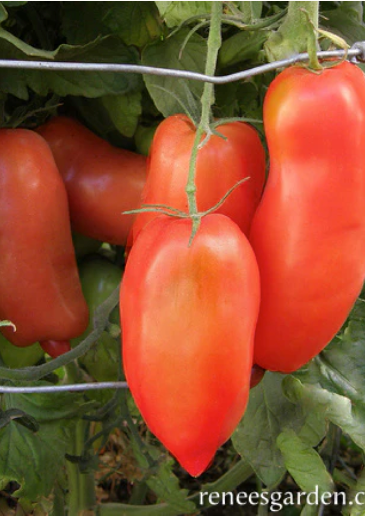 Pompeii - "Roma" Sauce Tomato