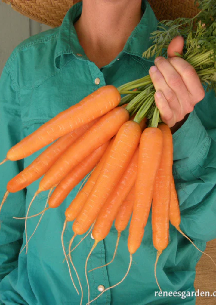 Rotild - Snacking Carrots