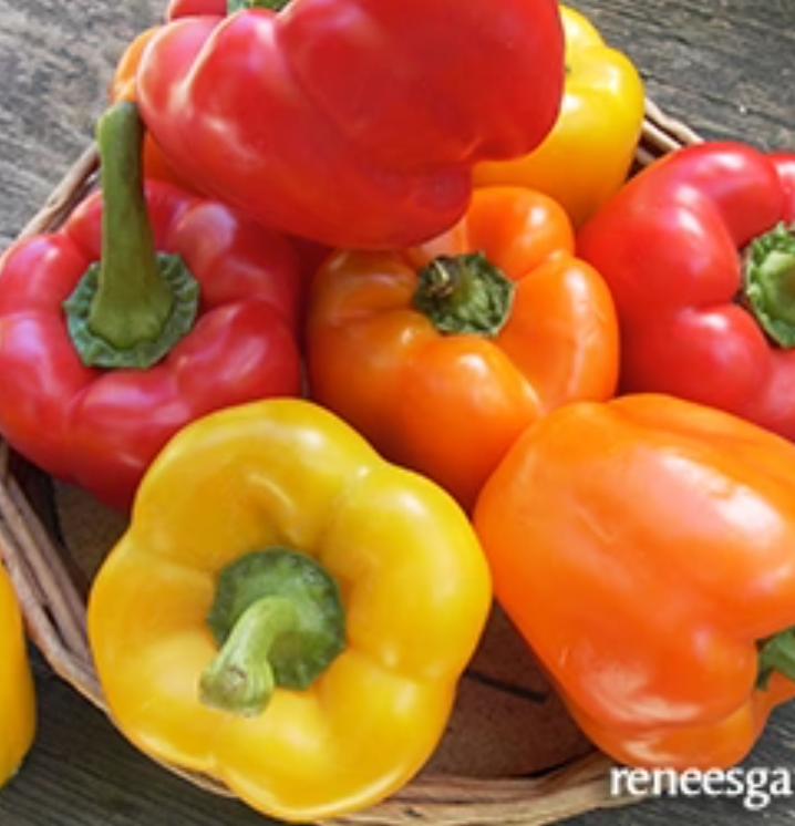 Crimson, Gold, & Orange - Jewel-Toned Bell Peppers