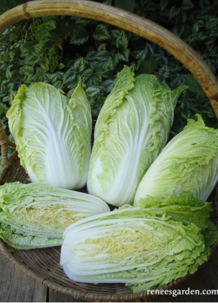 Little Jade - Baby Napa Cabbage