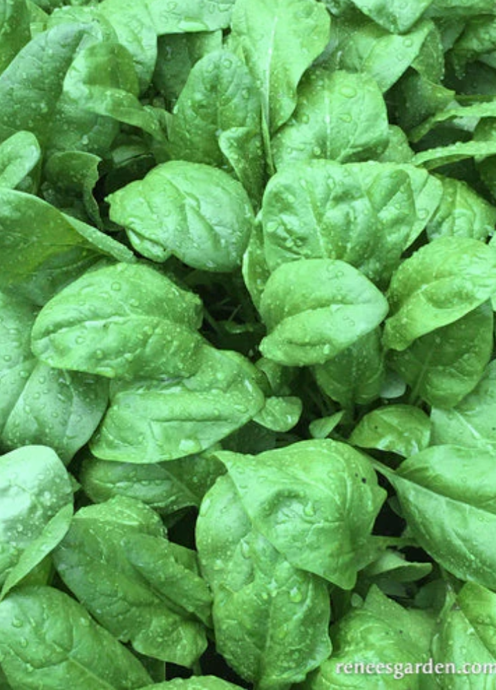 Regiment - Baby Salad Spinach
