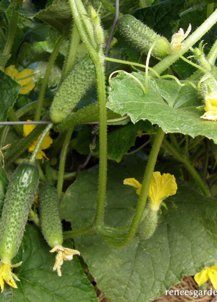 French Cornichon - Petite Pickles