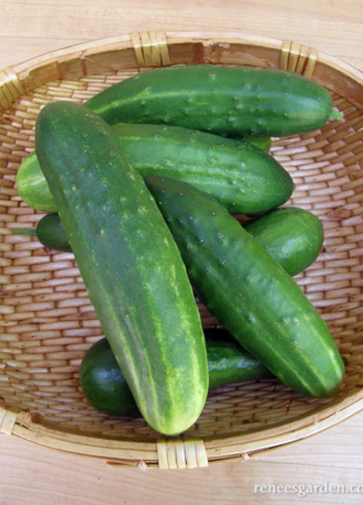 Straight Eight - Heirloom Slicing Cucumber