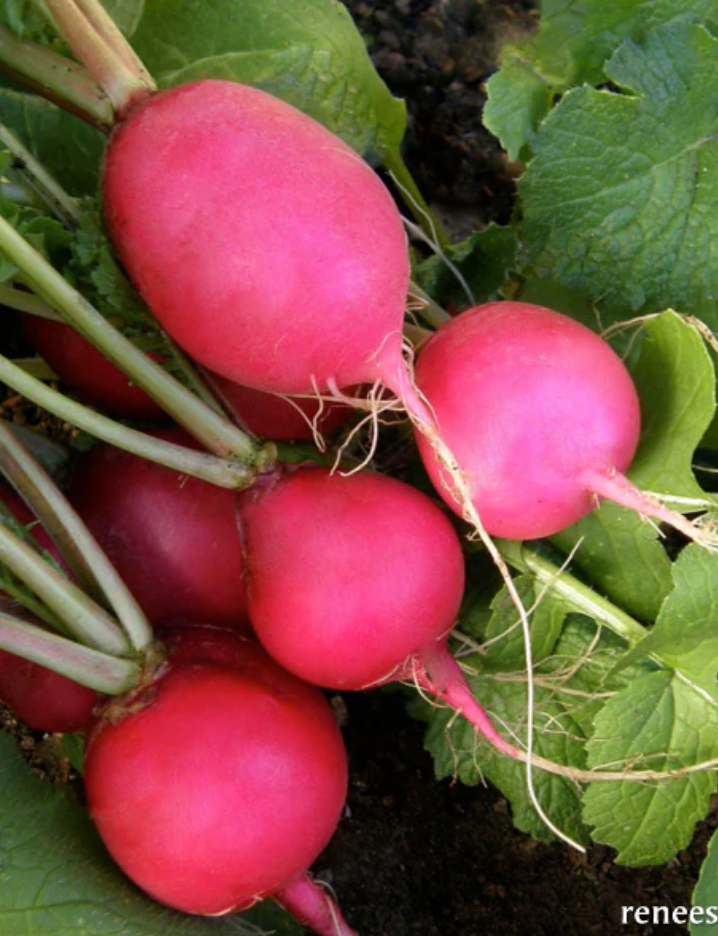 Pink Beauty - Heirloom Radishes