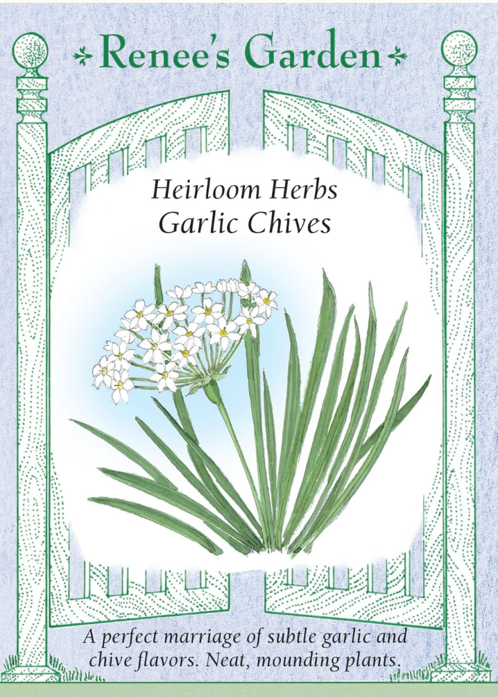 Garlic Chives - Heirloom Herbs