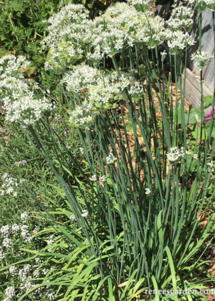 Garlic Chives - Heirloom Herbs