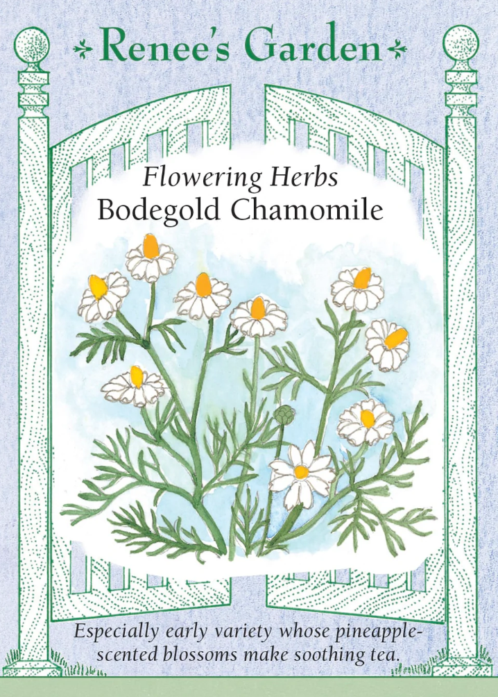 Bodegold Chamomile - Flowering Herbs