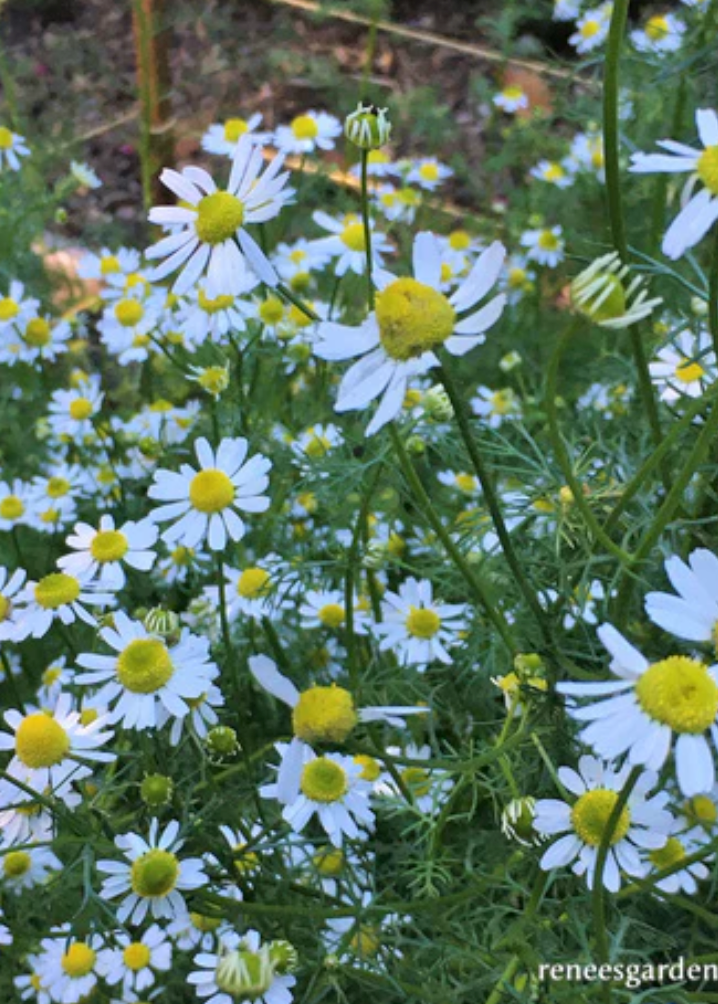 Bodegold Chamomile - Flowering Herbs