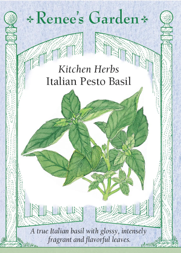 Italian Pesto Basil - Kitchen Herbs