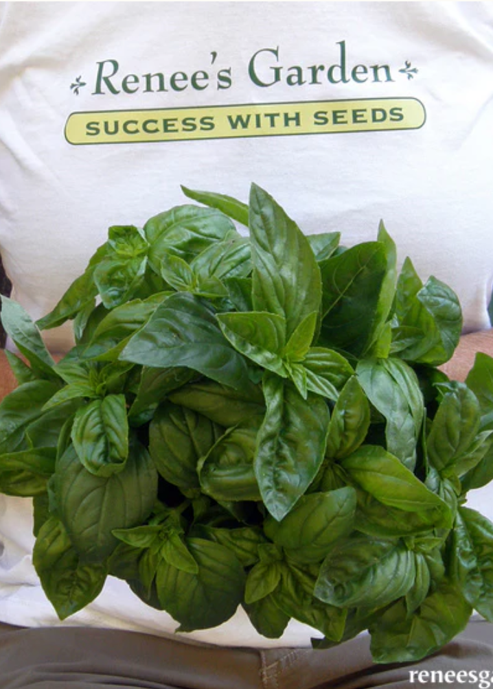 Italian Pesto Basil - Kitchen Herbs