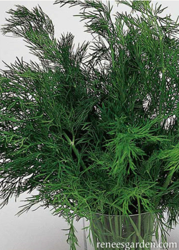 Dukat Leafy Dill - Kitchen Herbs