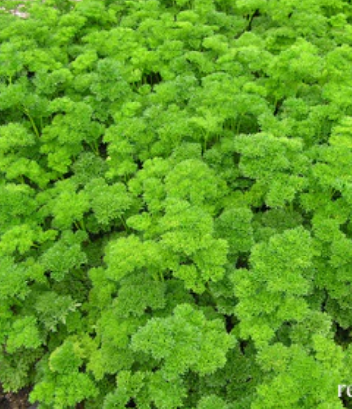 Sweet Curly Parsley - Kitchen Herbs