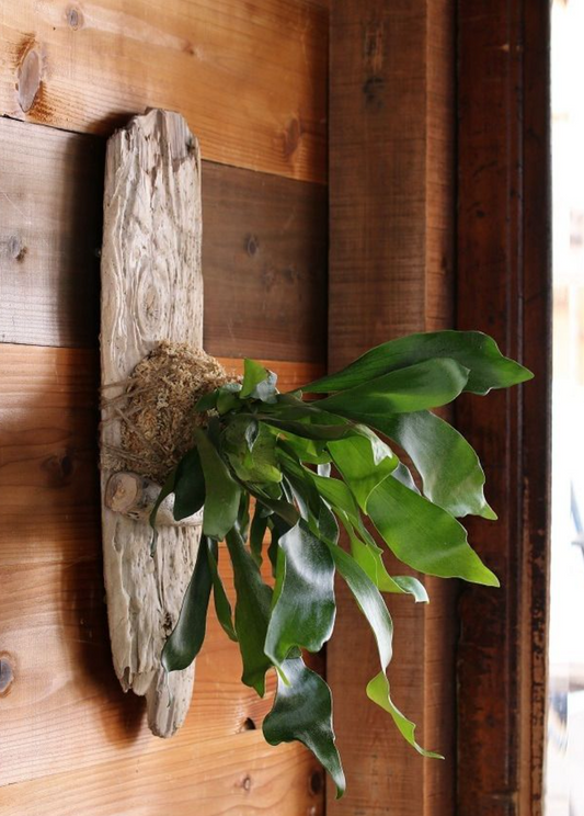Kokedama Driftwood Workshop