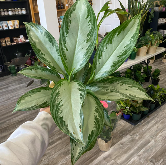 Aglaonema "Silver Bay"