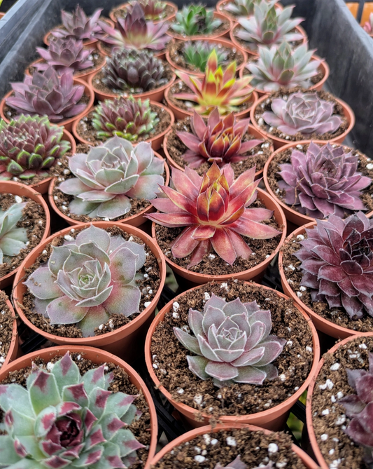 Plant Party Gift / Wedding Favour